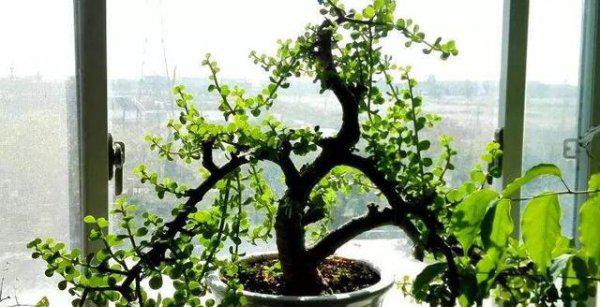 为什么金枝玉叶老是干叶