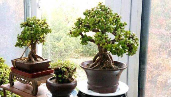 为什么金枝玉叶老是干叶