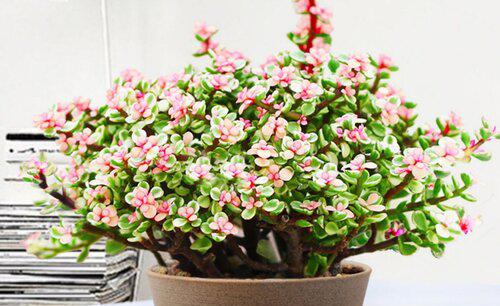 为什么金枝玉叶老是干叶