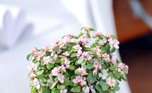 为什么金枝玉叶老是干叶