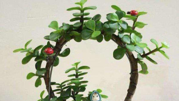 为什么金枝玉叶老是干叶