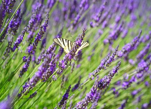 薰衣草什么时候开花