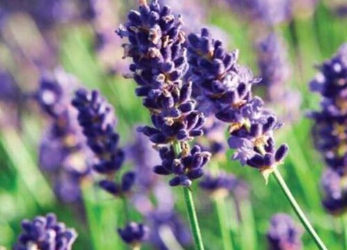 薰衣草什么时候开花