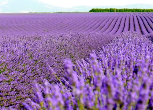 薰衣草什么时候开花