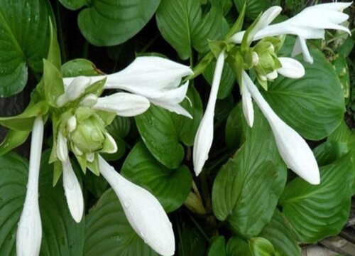 玉簪花什么时候开花