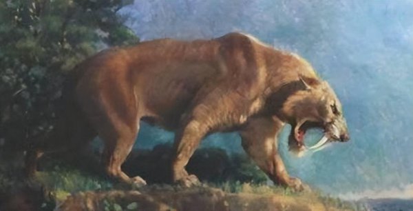 猫是什么进化而来的