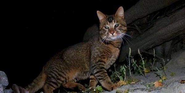 猫是什么进化而来的