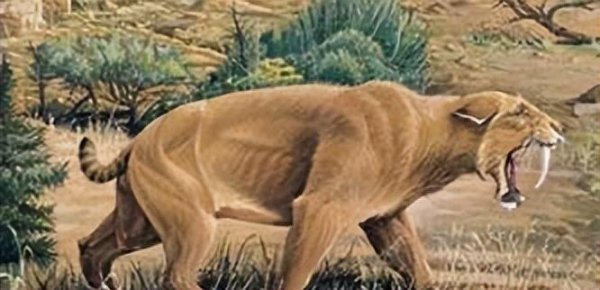 猫是什么进化而来的