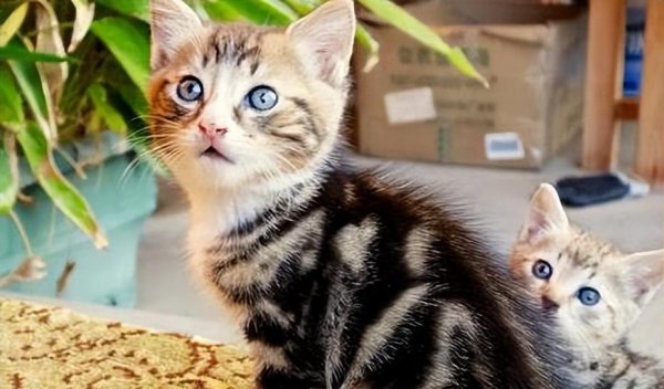 猫是什么进化而来的