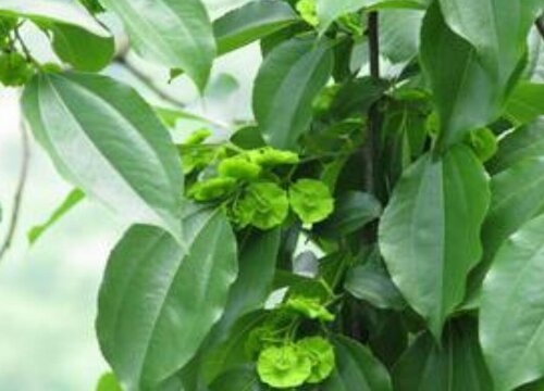 金钱树开花什么预兆