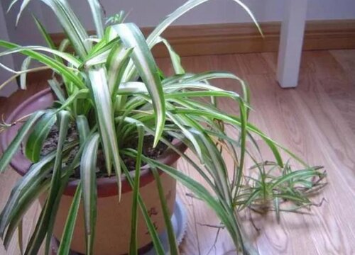 怎样才能把吊兰养护的郁郁葱葱