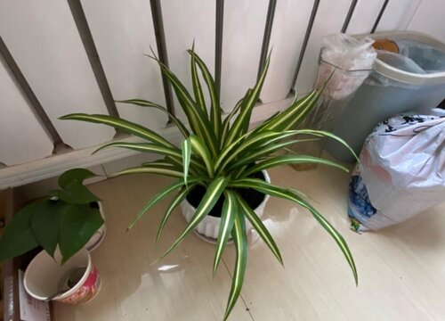 怎样才能把吊兰养护的郁郁葱葱