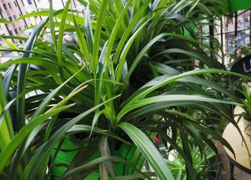 吊兰什么时间浇水好