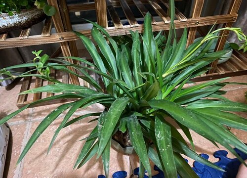 吊兰什么时间浇水好