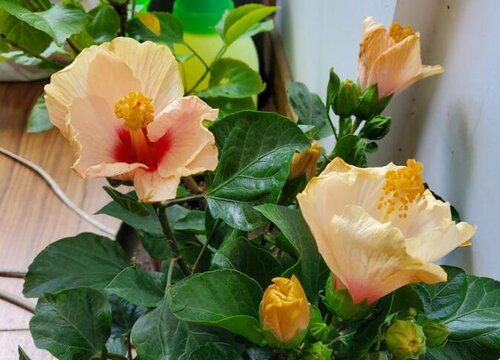 春天扶桑怎么养花开大朵颜色艳美