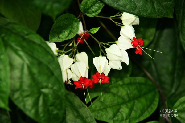 多年生花卉植物有哪些
