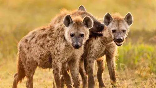 打豆豆是什么意思网络用语