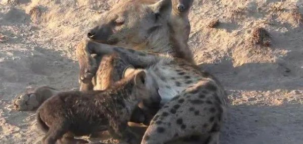 打豆豆是什么意思网络用语