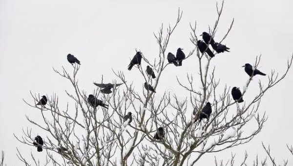 打豆豆是什么意思网络用语