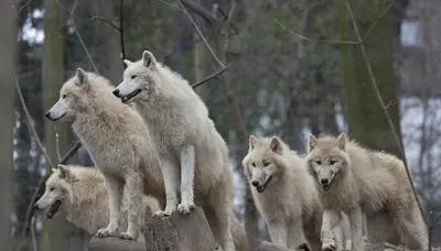 打豆豆是什么意思网络用语