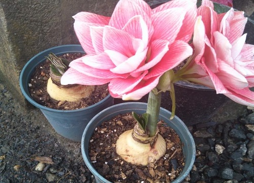 怎么让朱顶红春节开花