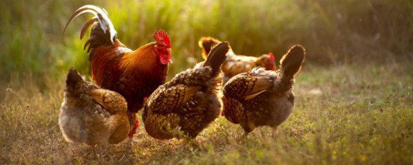 梦见自己捉公鸡是什么意思