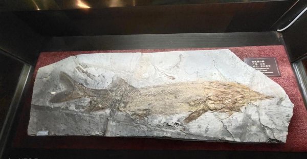 自贡旅游十大必去景点推荐