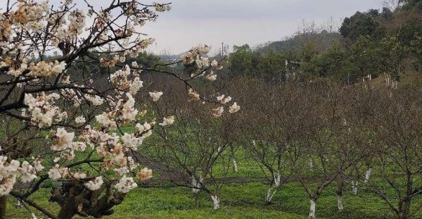 自贡旅游十大必去景点推荐
