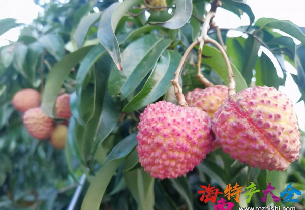 来海南必买的十大特产水果