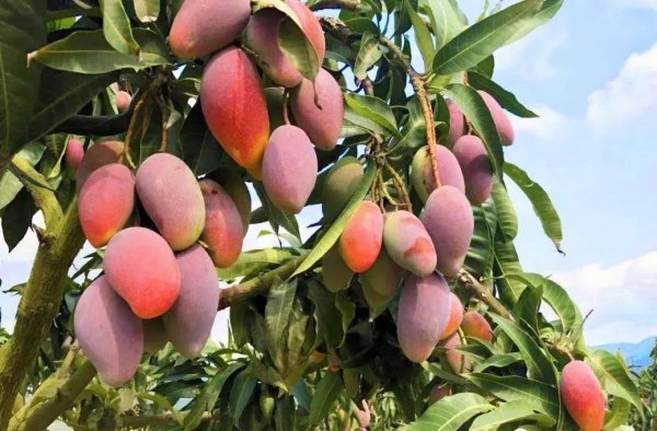 来海南必买的十大特产水果