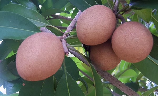 来海南必买的十大特产水果