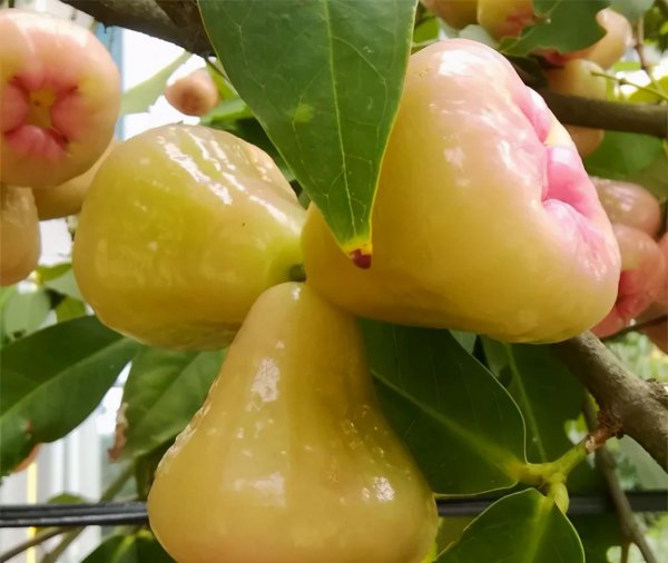 来海南必买的十大特产水果