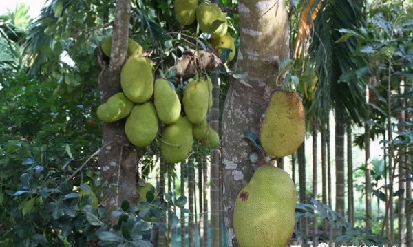 来海南必买的十大特产水果