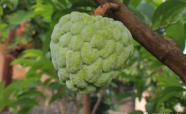 来海南必买的十大特产水果