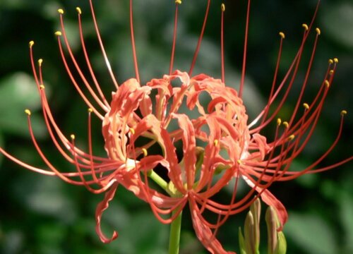 石蒜花的特点赞美