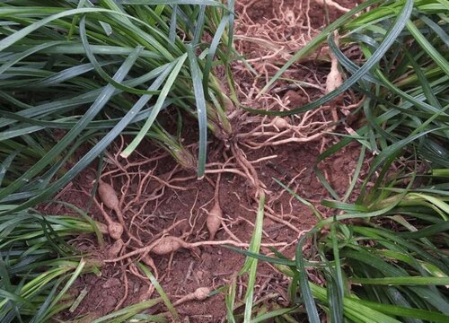 麦冬是热性还是凉性药