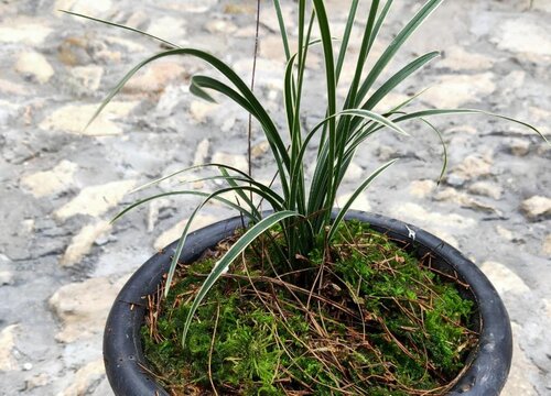 如何判断兰花缺水