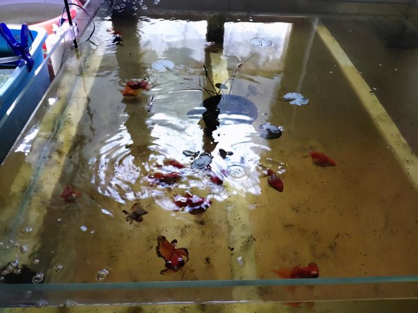 冬天不加温冻不死的观赏鱼