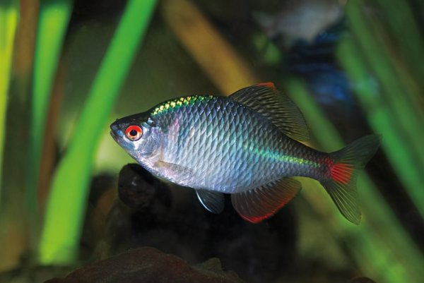 冬天不加温冻不死的观赏鱼