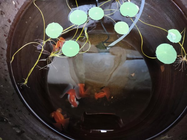 冬天不加温冻不死的观赏鱼