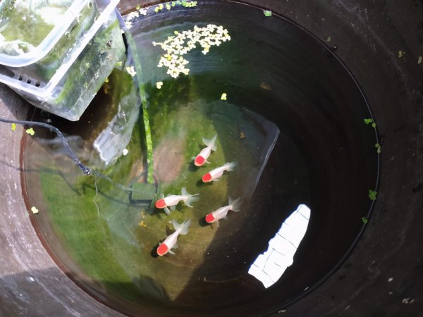 冬天不加温冻不死的观赏鱼