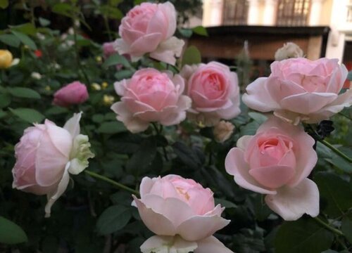 月季扦插直接在地上可以吗