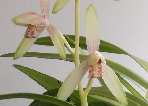 兰花僵苗了怎么办