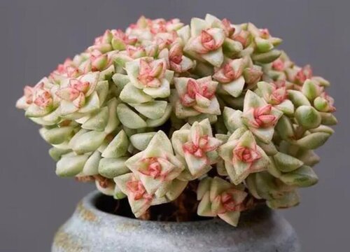 多肉怎么浇水是正确的