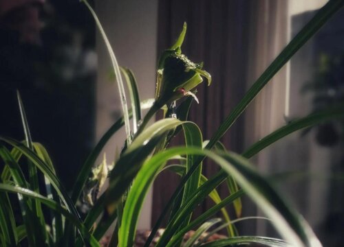 春兰的品种有哪些