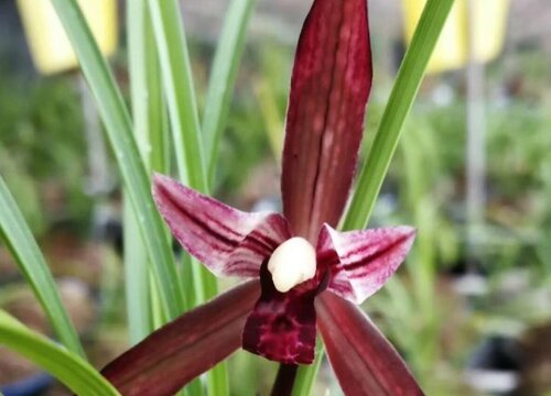 春兰的品种有哪些