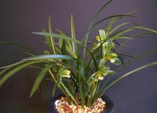 春兰的品种有哪些