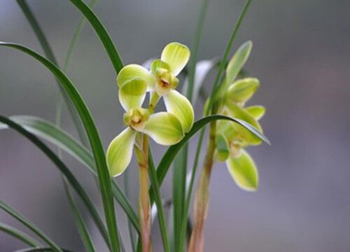 春兰的品种有哪些