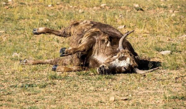 戴牛角手串的禁忌