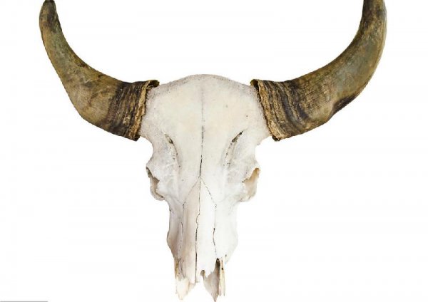 戴牛角手串的禁忌